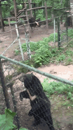 DistantLeadingHairstreakbutterfly-size_restricted.gif