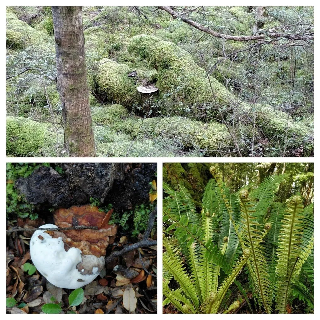 forest collage.jpg