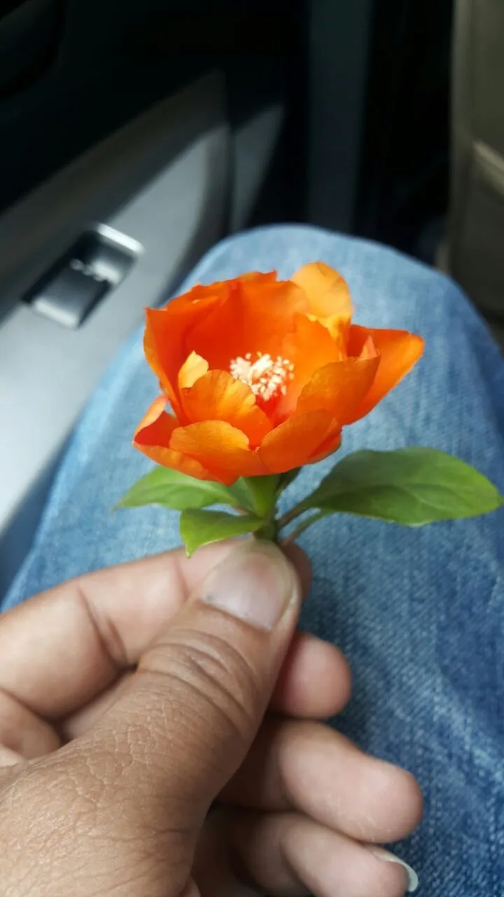 WhatsApp Image 2018-02-11 at 22.38.46 (1).jpeg