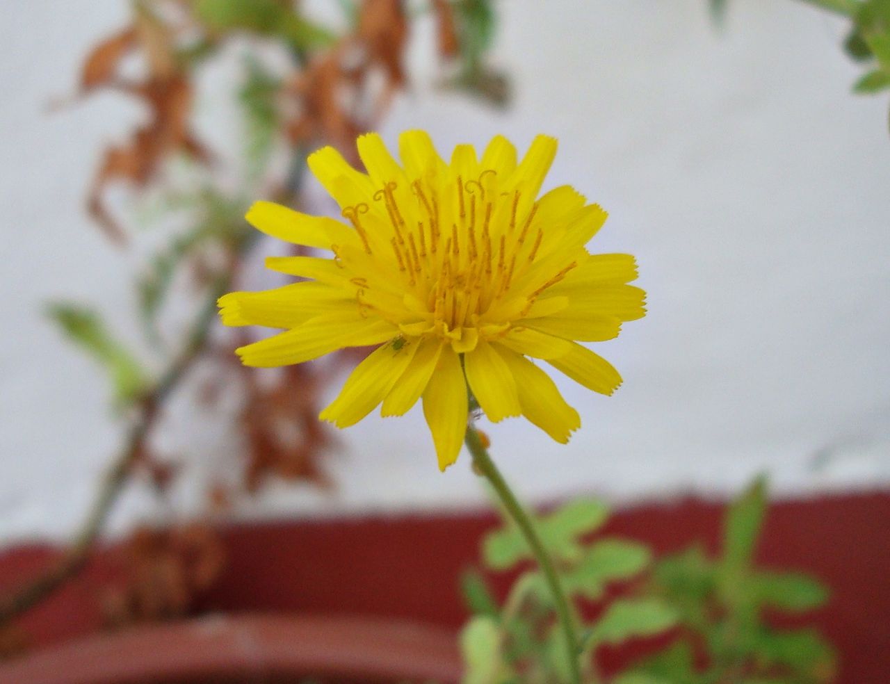 yellow 3.JPG