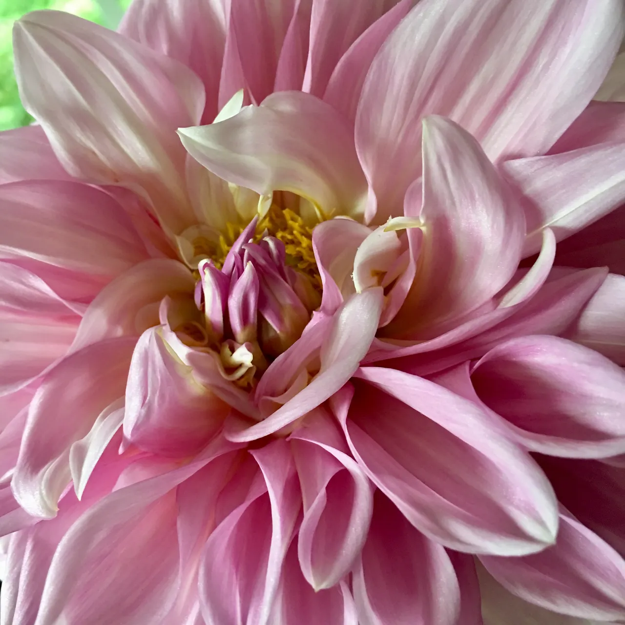 dahlia 3.jpg