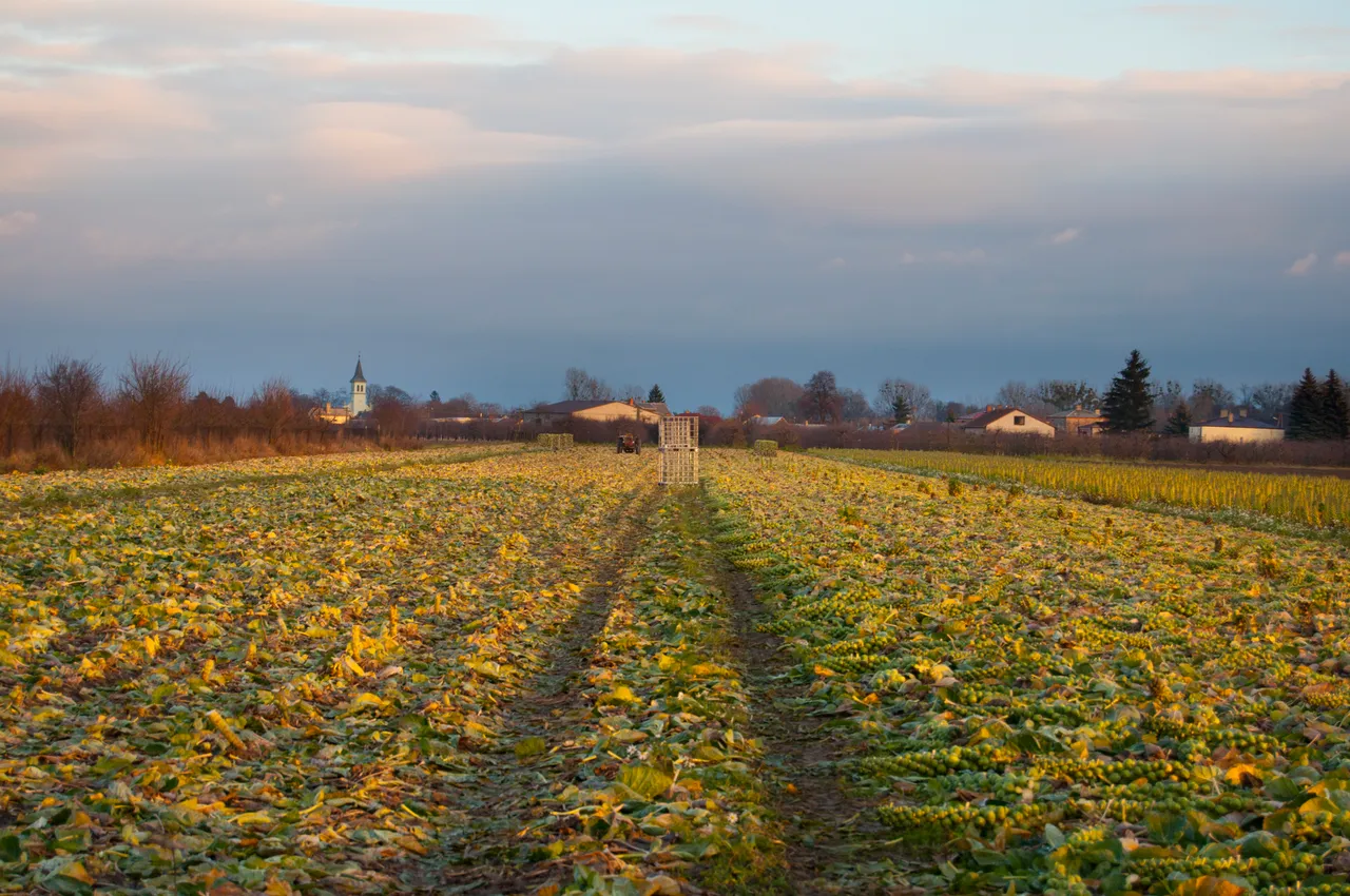 DSC_0039.jpg