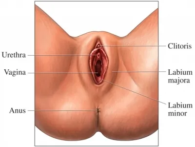 Clitoris.jpg
