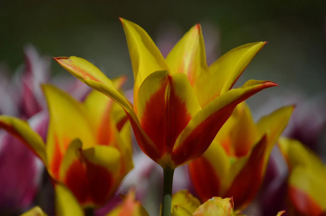 DSC_0189.JPG