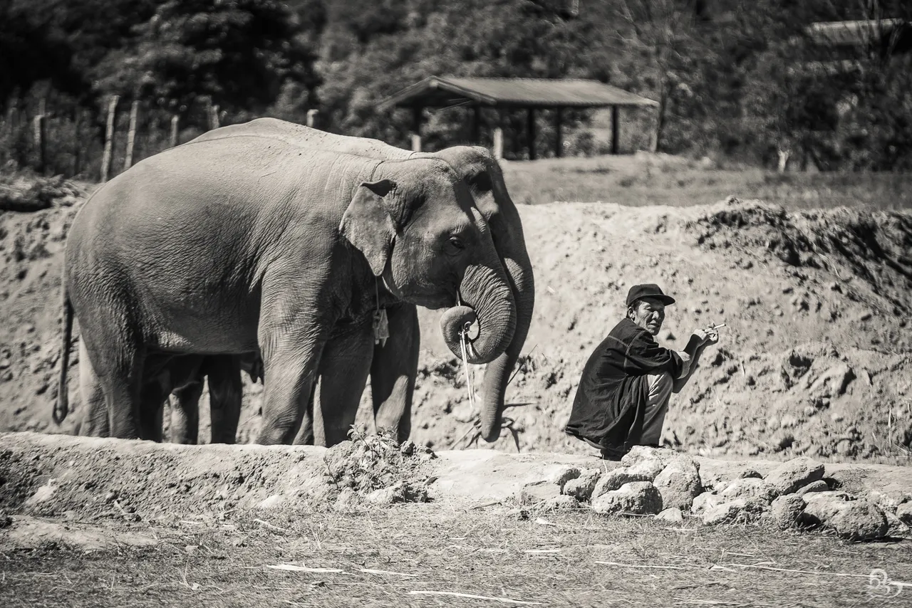 bwcontest-animals-2.jpg