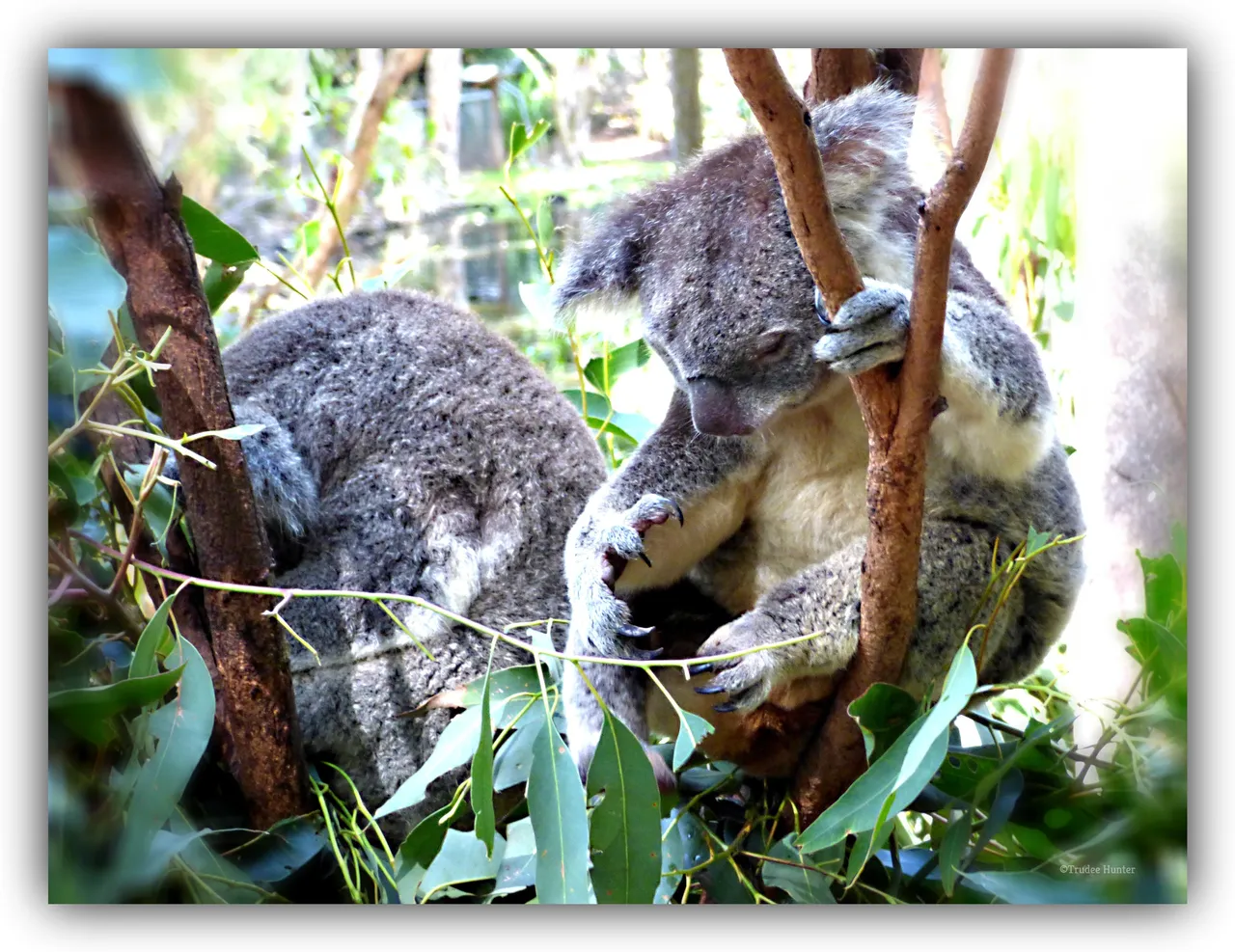 WM F  2sleepykoalas.jpg