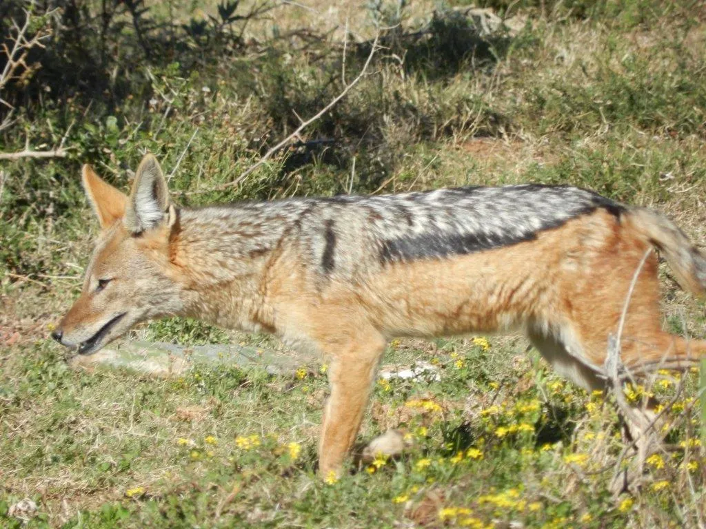 Black backed Jackal.jpg