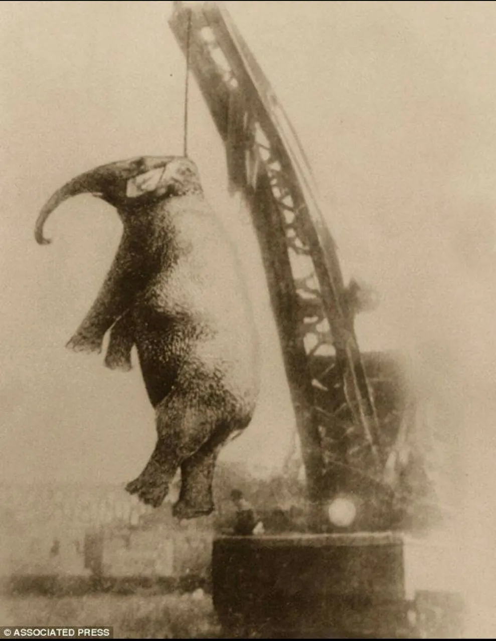 main_image