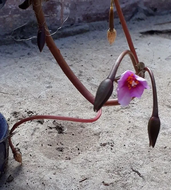 Anacampseros flower.jpg