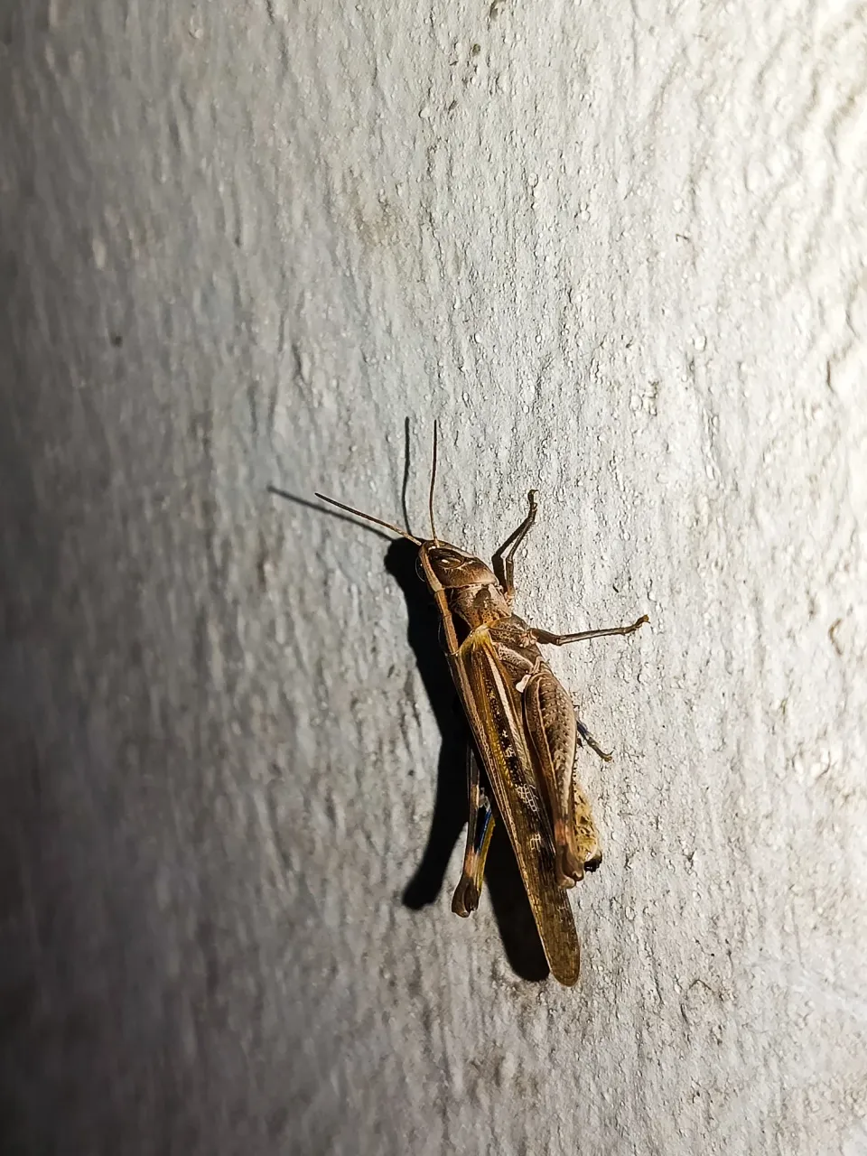3T0e0v8NkYvBK8Vw_1000196100.webp