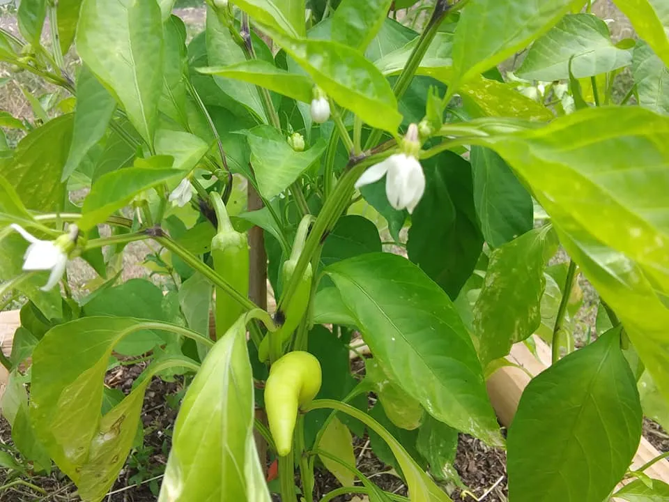 garden 6.12.18 peppers hot.jpg
