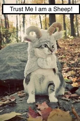 330416-cats-trust-meim-a-sheep.jpg