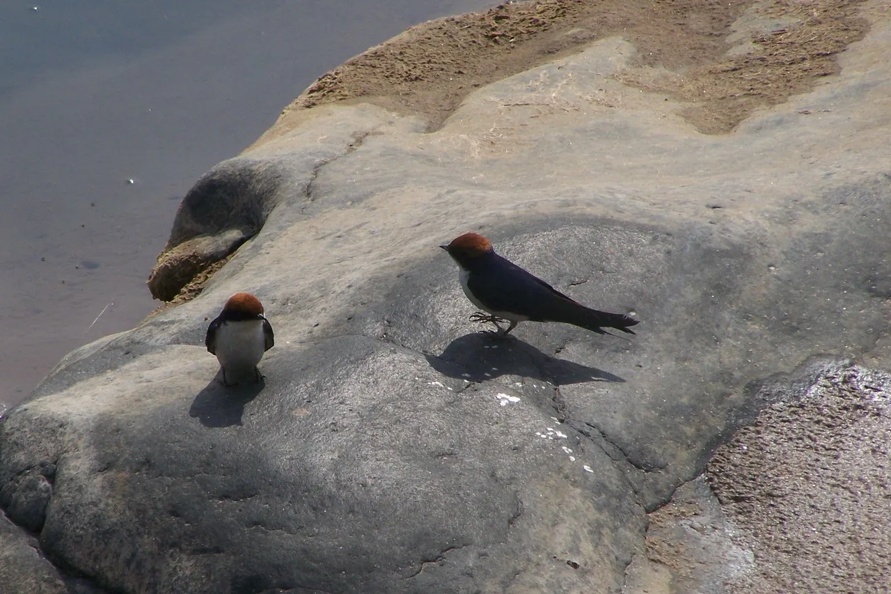 KNP Satara-Lower Sabi 2009 147.JPG