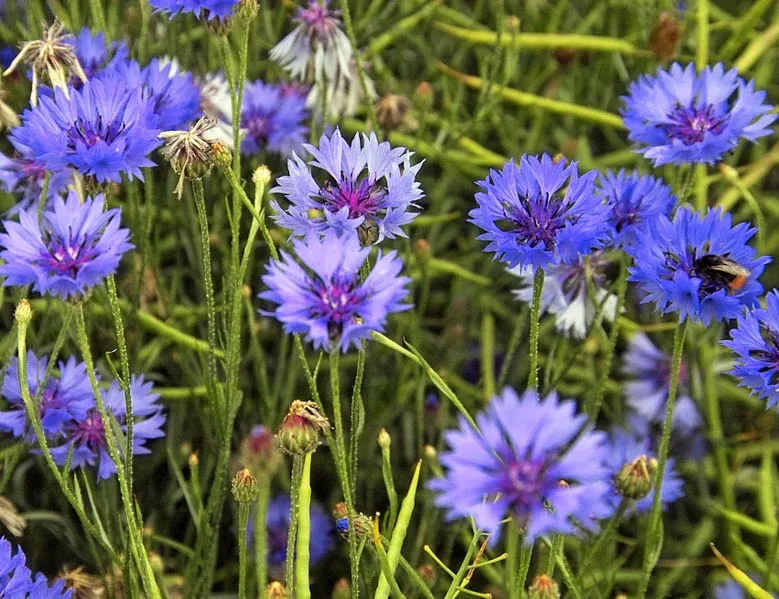 Cornflowers_(Centaurea_cyanus).jpg