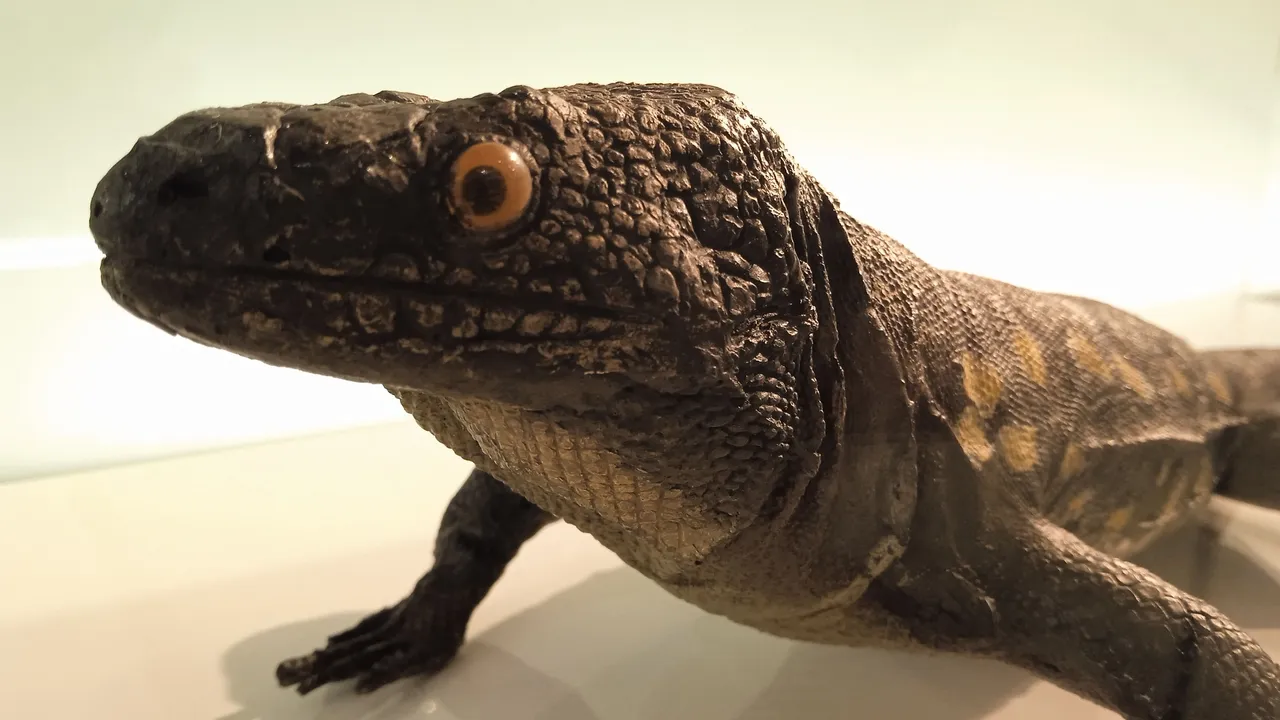 MUNA Part II Animals in the Museum of Nature and Archeology in Tenerife Hive Amazing Nature (47).jpg
