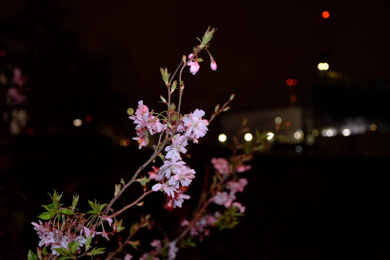 DSC_0648.JPG