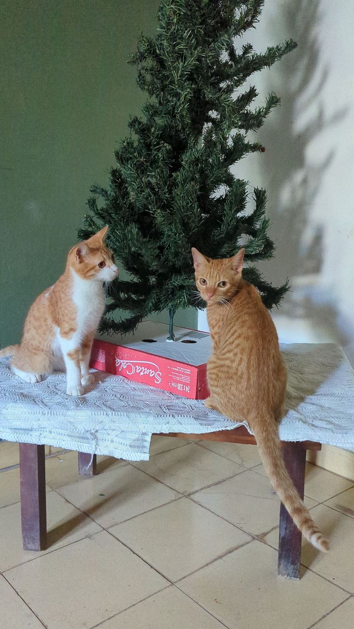 Christmas among cats / Navidad entre michis [Ing/Esp]
