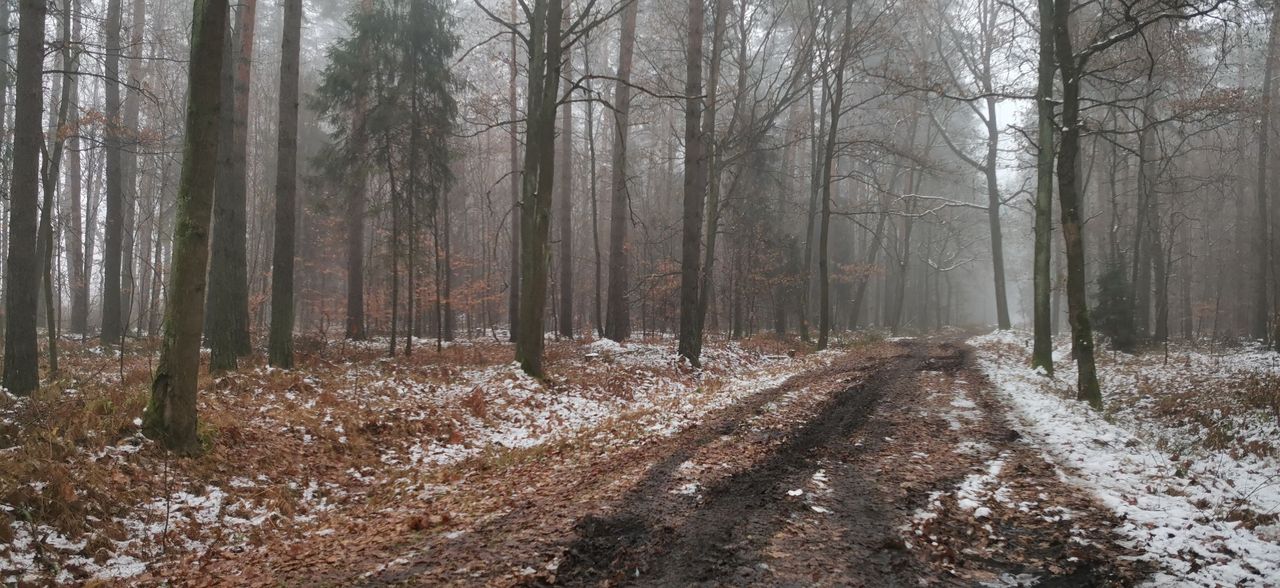 Żwaków forest (295)