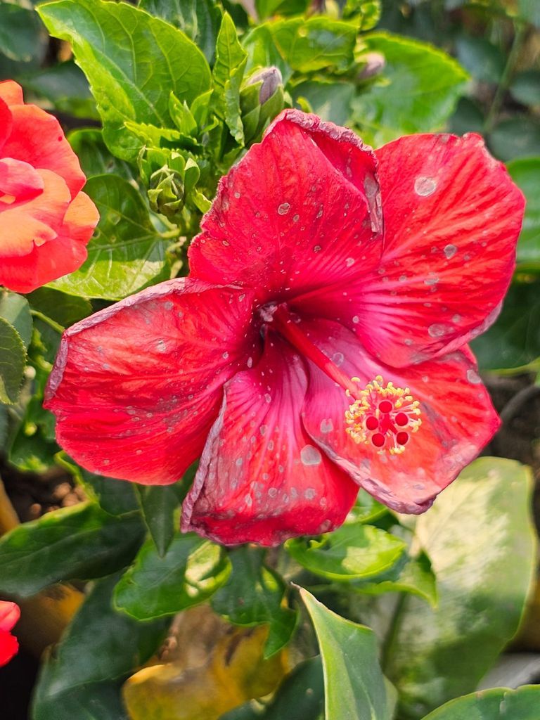 Red poppy flower