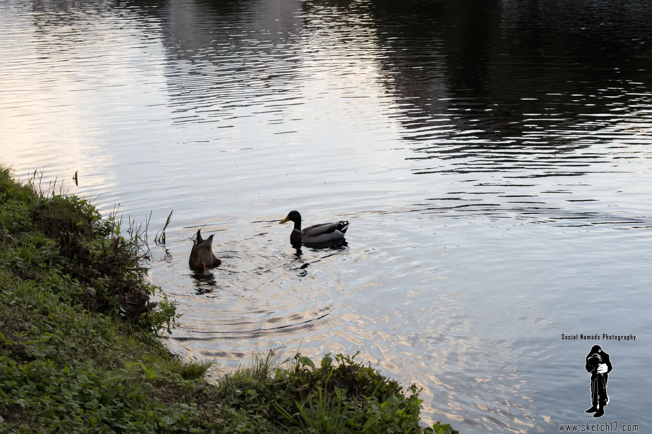 FunnyDucks (2 of 5).jpg