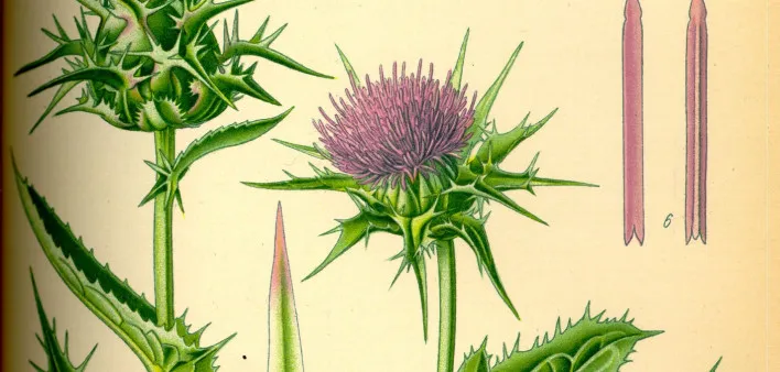 MilkThistle.jpeg