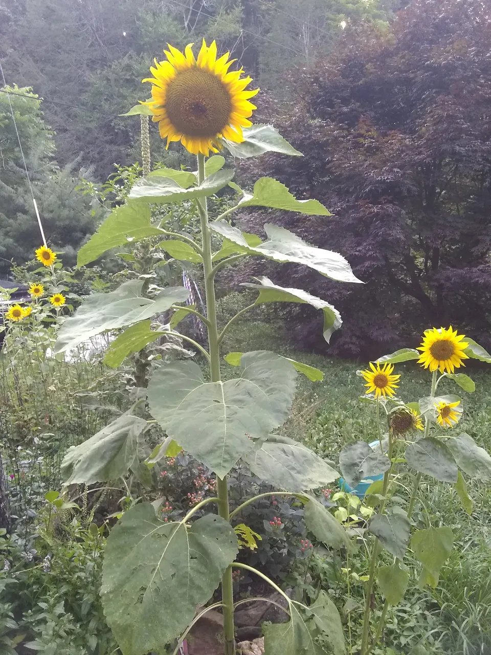 sunflower.jpg