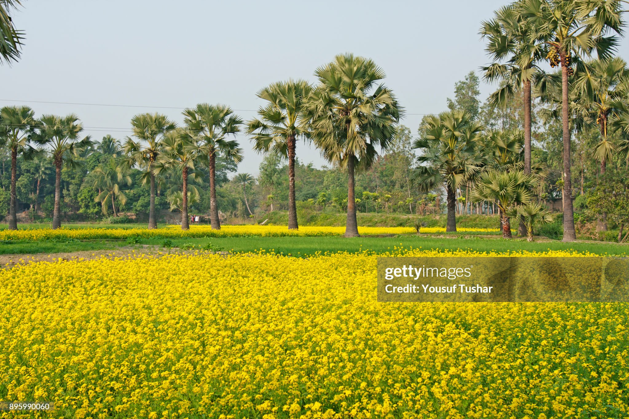 Winter Beauty In Bangladeshi Village With Mustard Flowers