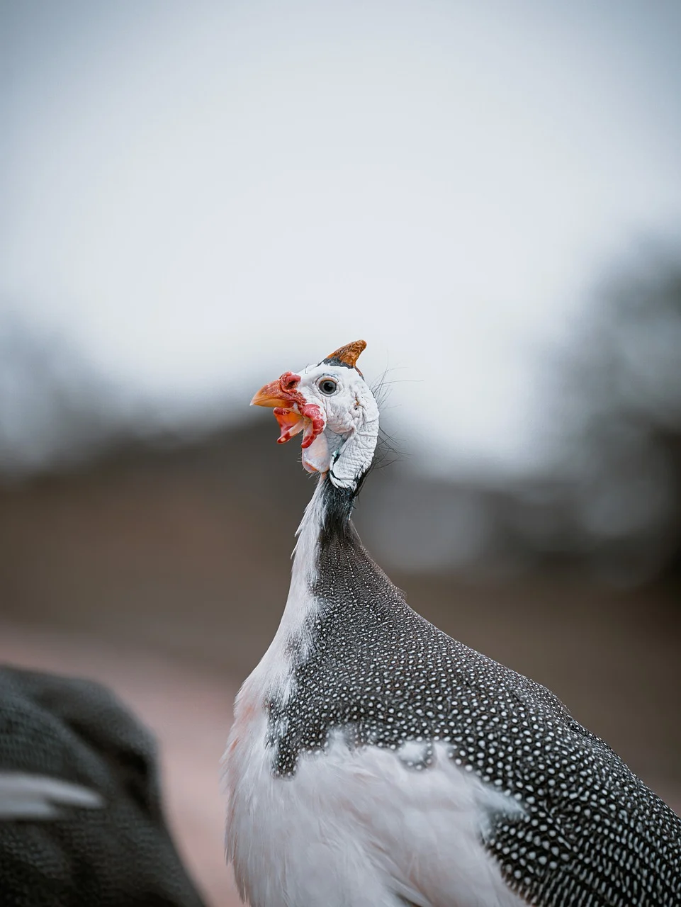 Which came first: Egg or Hen?
