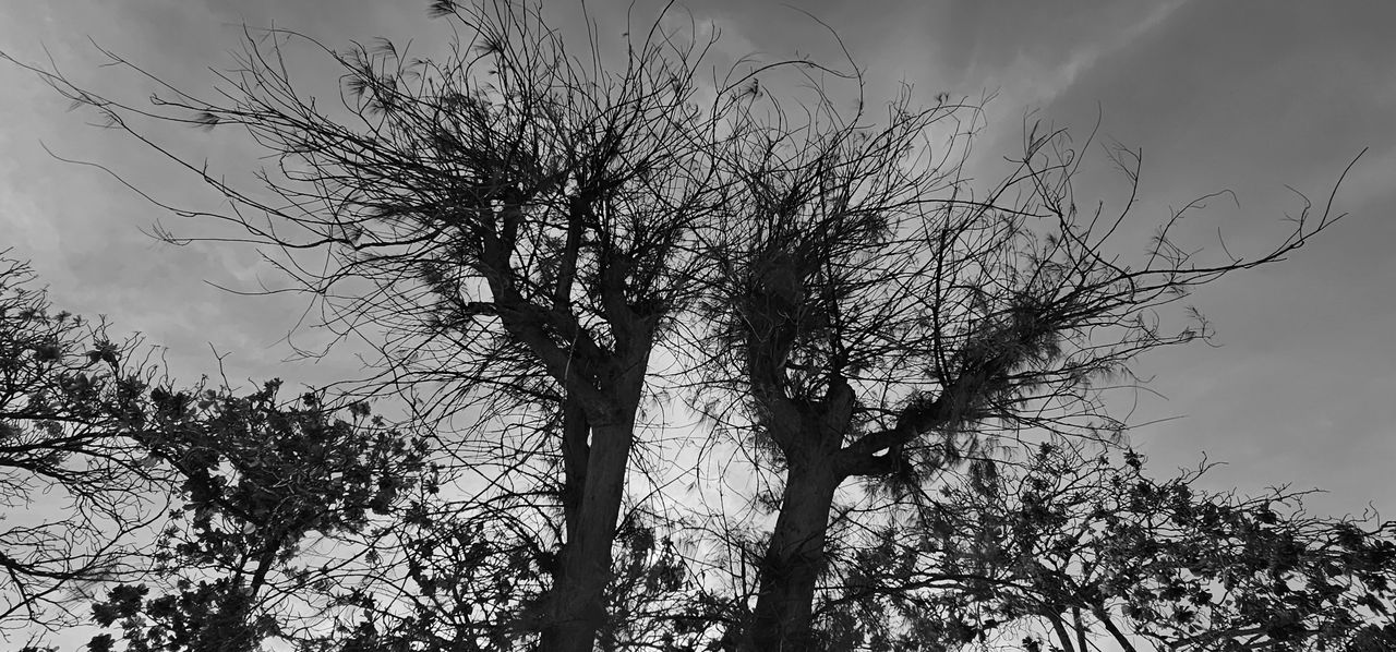 Trees in Silhouette.
