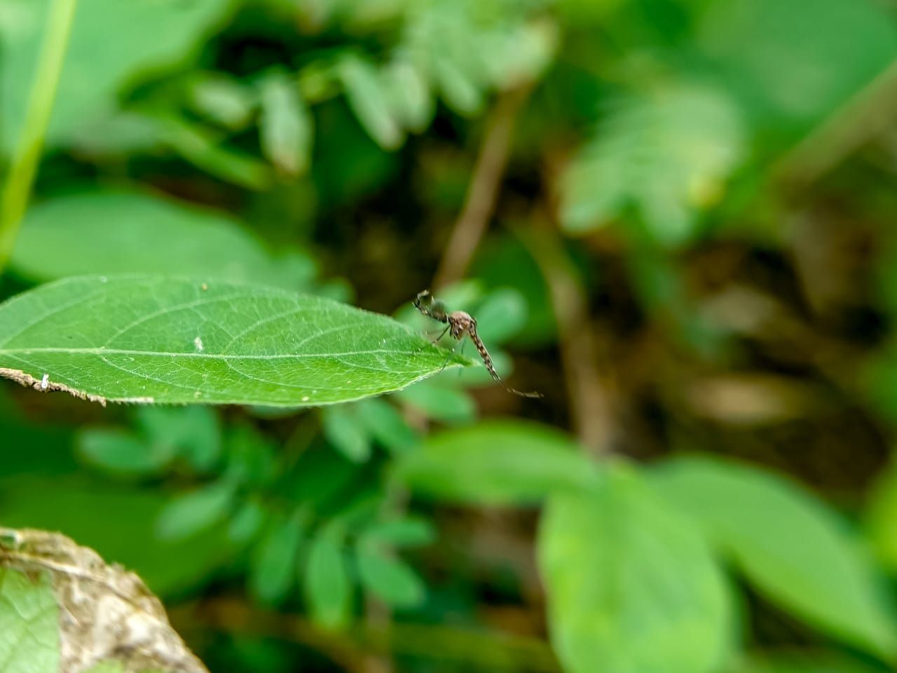 Male Mosquitoes: Unique Facts and Their Role in Nature (English - Español)