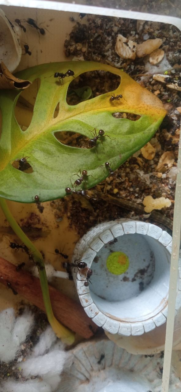 OUR HOME ANTS KINGDOM