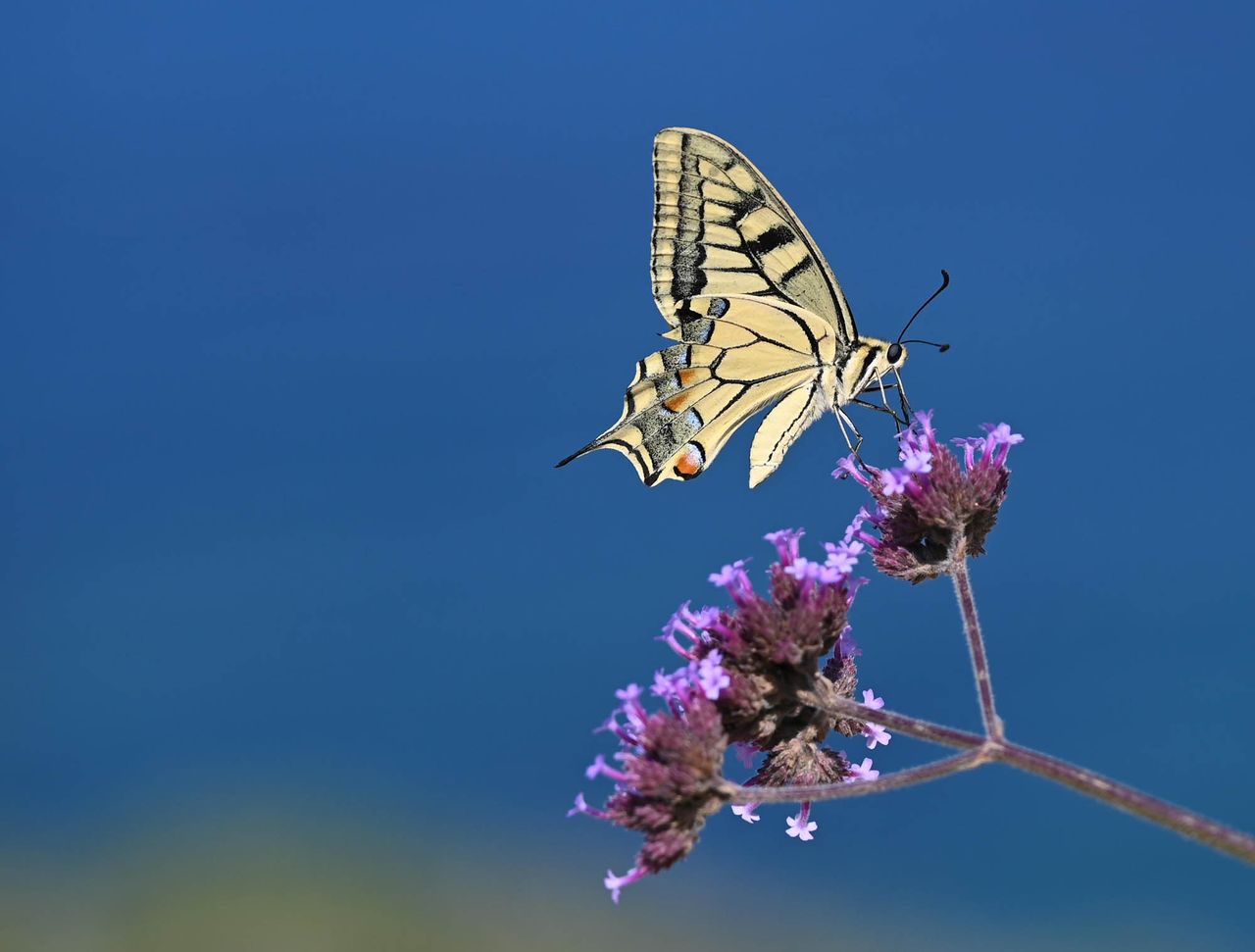 Butterfly photography in greece
