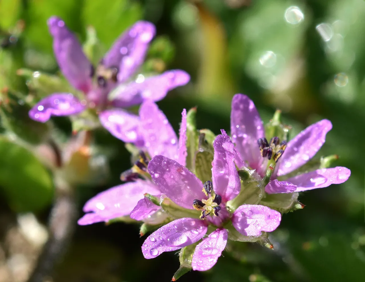 purple wildflower Erodium moschatum geranium macro 1.jpg