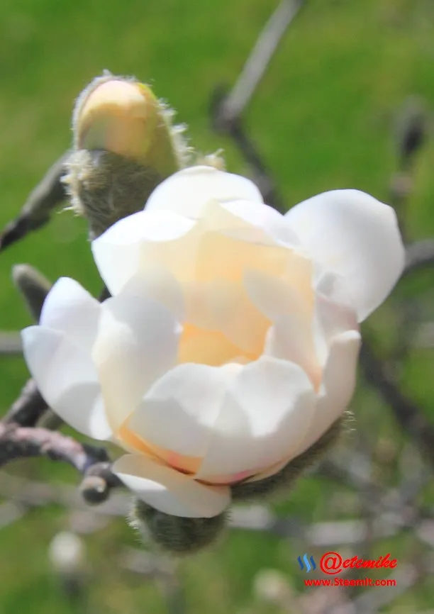 Royal Star Magnolia buds SN_0019.JPG