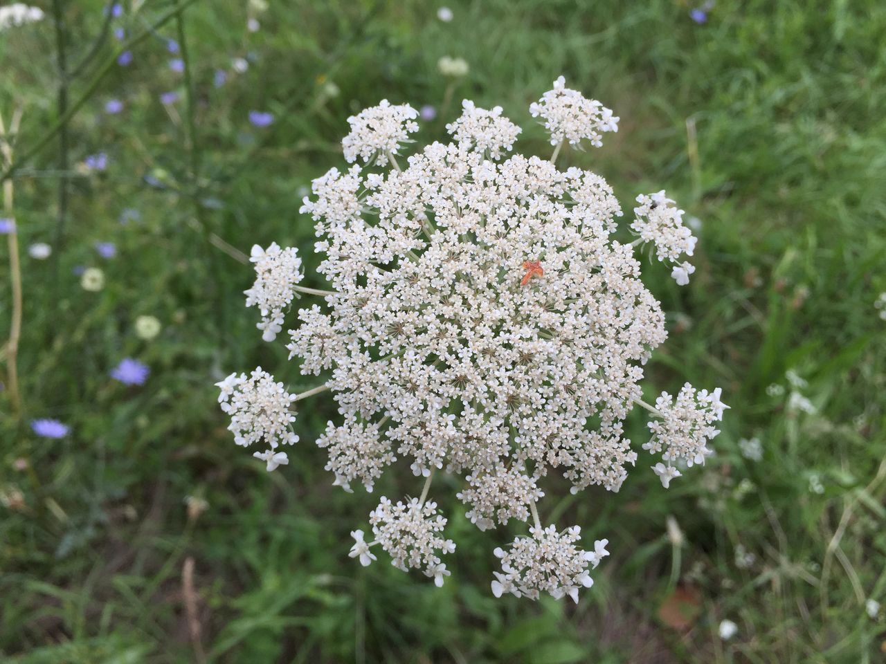 IMG0651.JPG