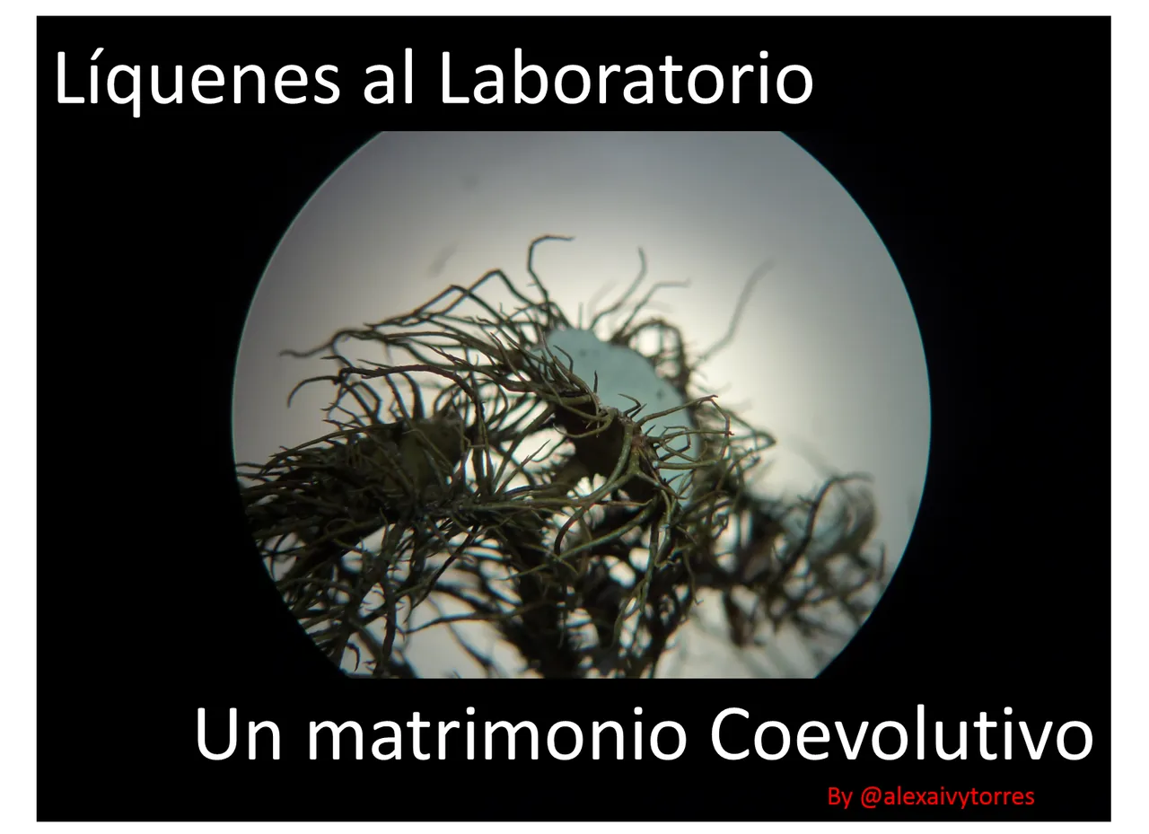 Imagen1.png
