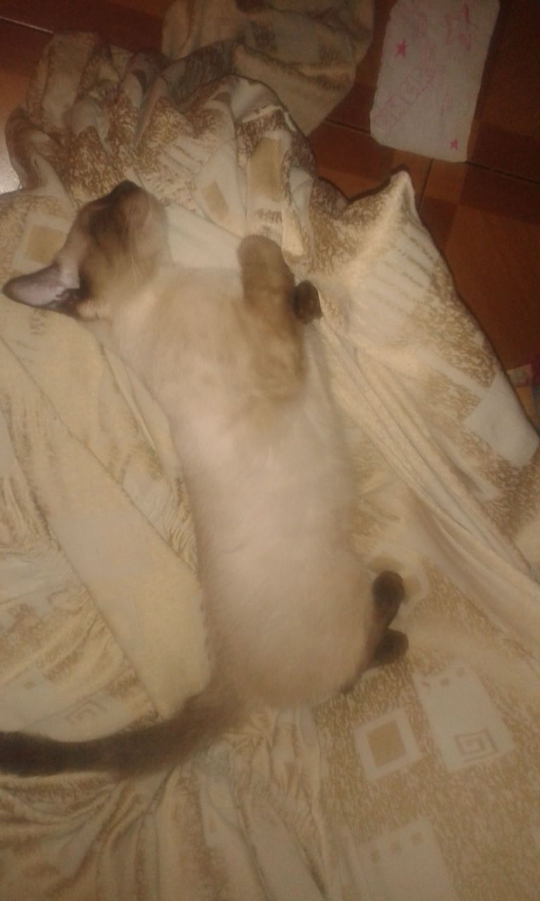 IMG20200604WA0069.jpeg