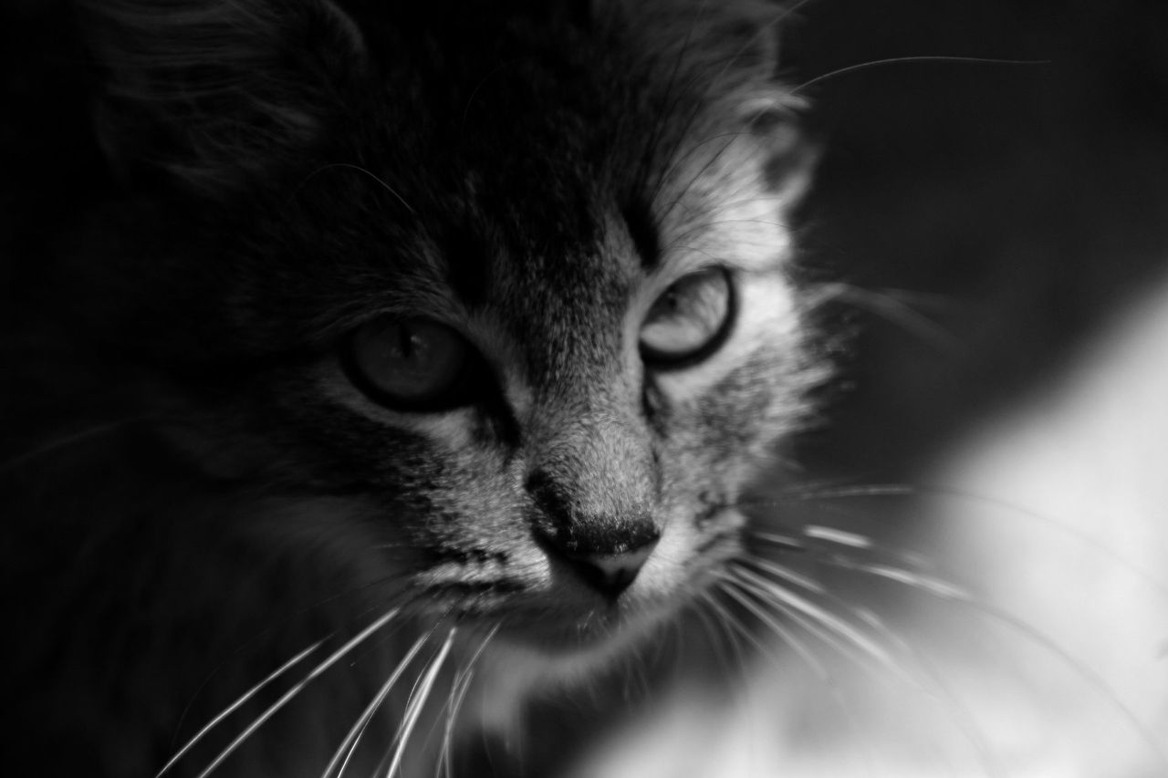 Photofeed contest - Black & White Photography - Round 164.