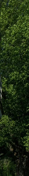 white-cedars.jpg