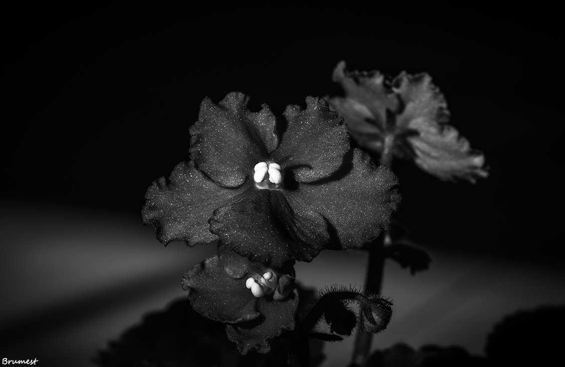 DSC_2859-2-ST.png