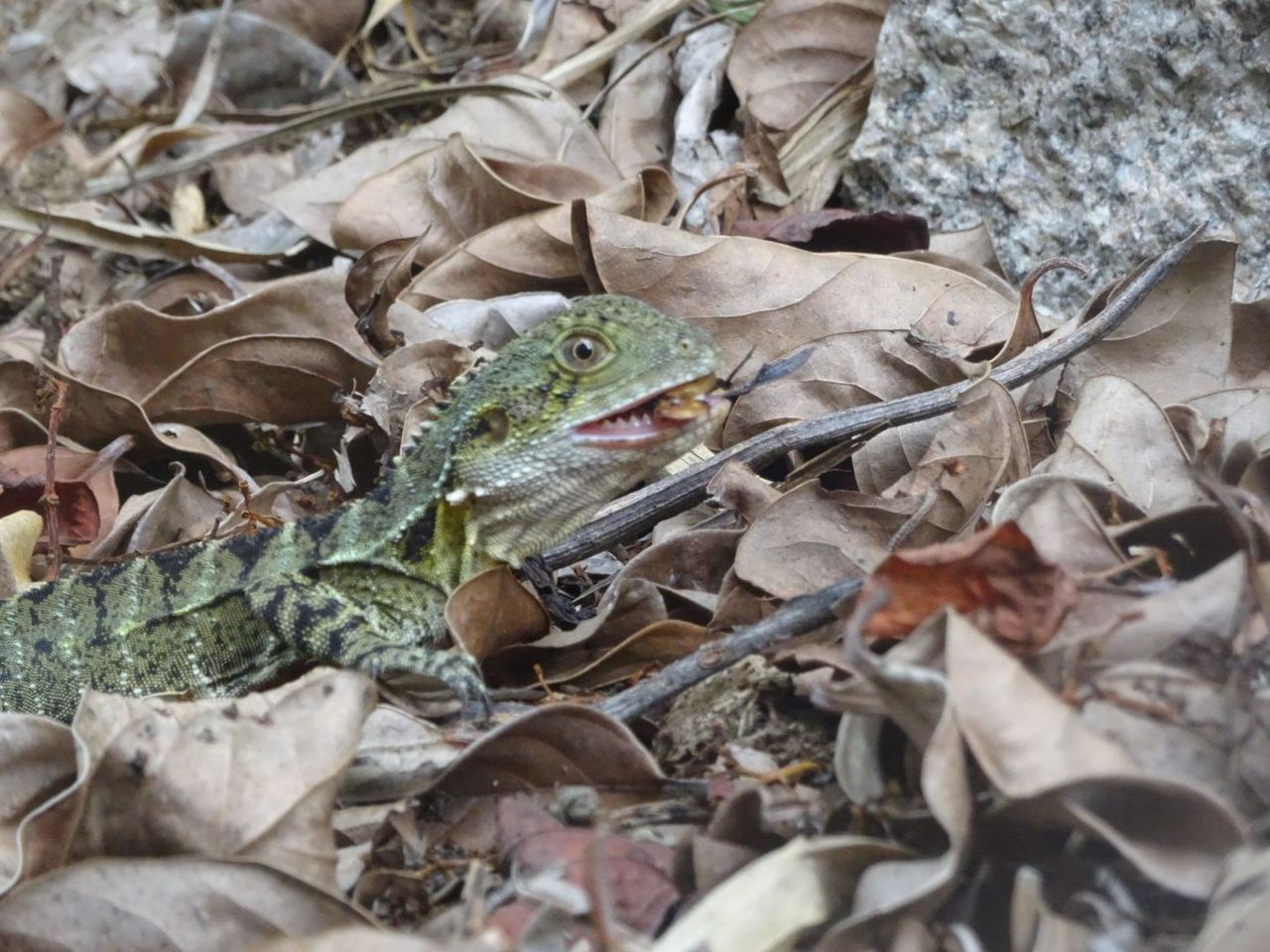 WaterDragon.JPG