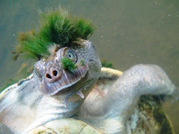 Epic Turtle.jpg