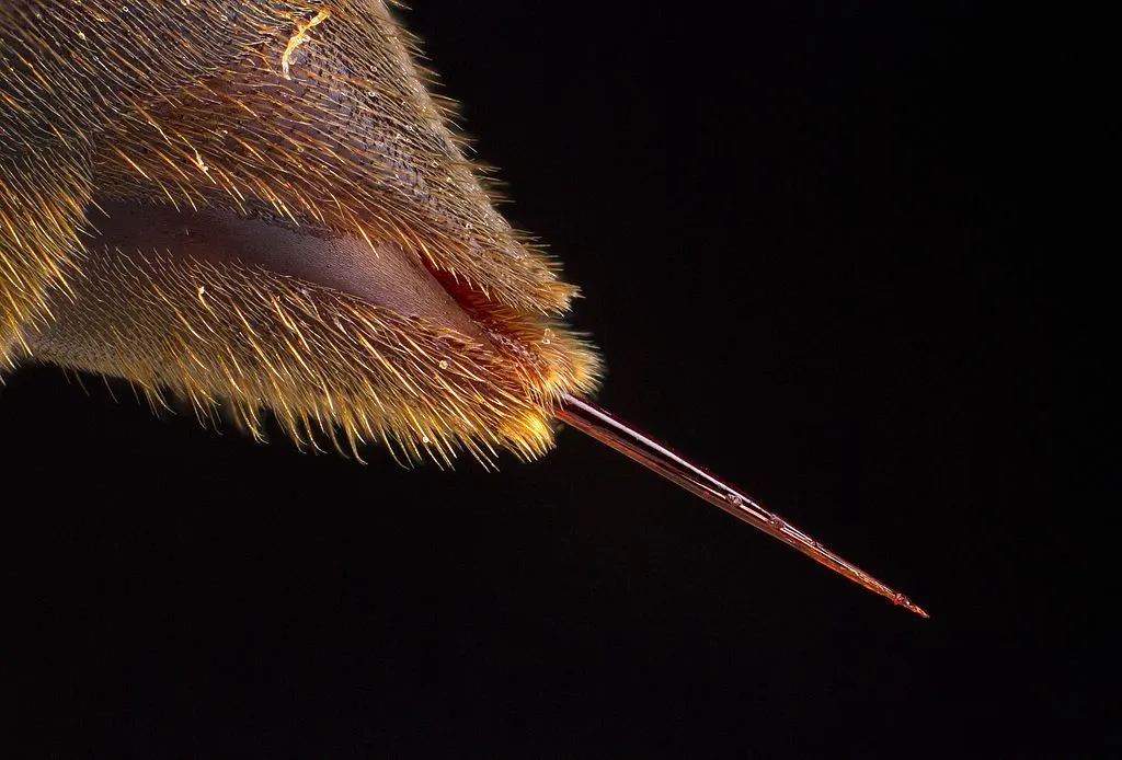 Paper wasp stinger.jpg