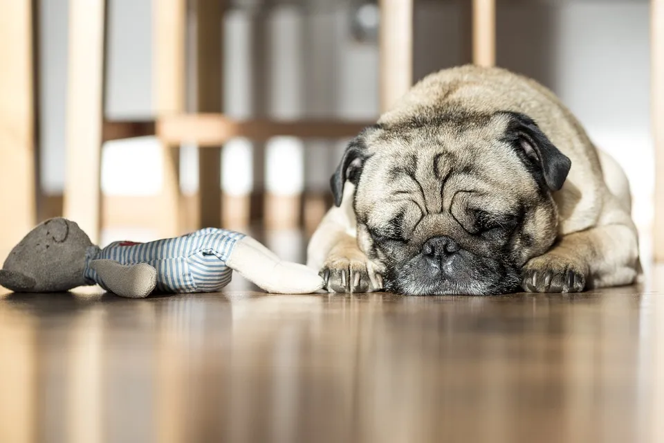 dog-923610_960_720.jpg