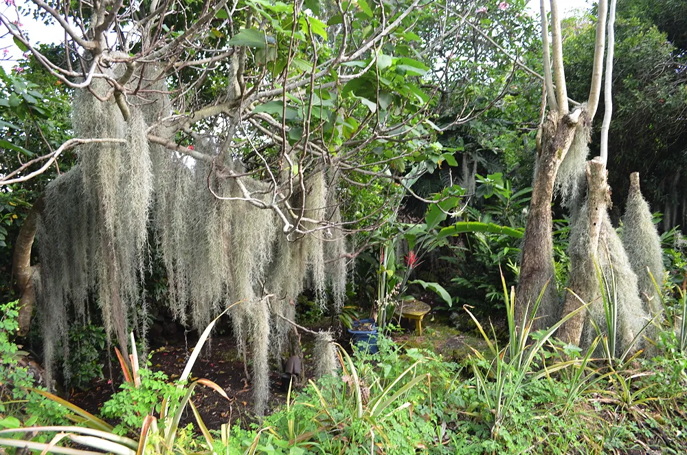 Puna 05 09 2011 41.jpg