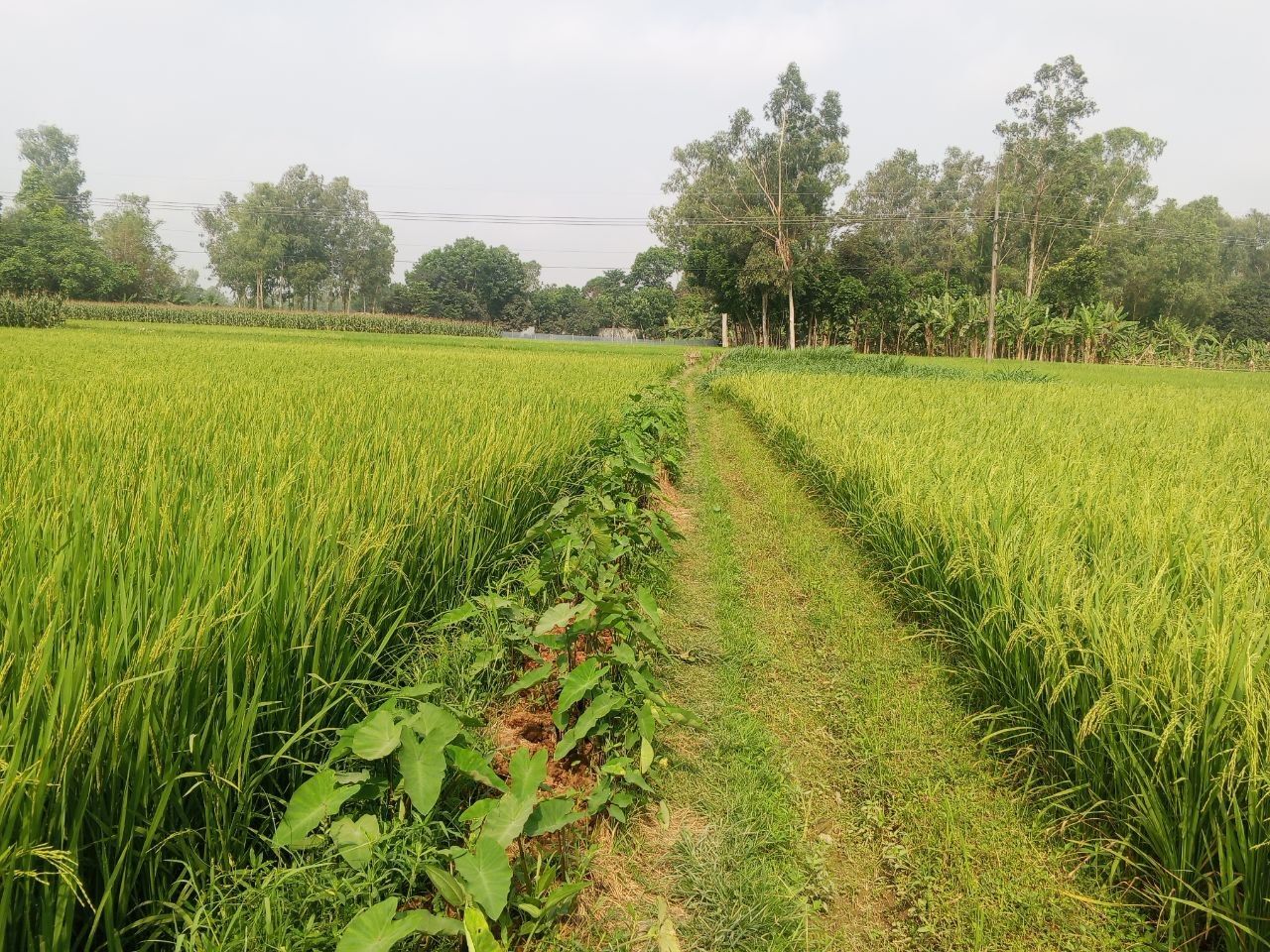 📸 PhotoFeed Contest - Landscape Photography Round #166 : Cropland of Bangladesh