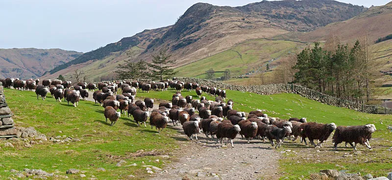 800px-Herdwick_Stampede.jpg