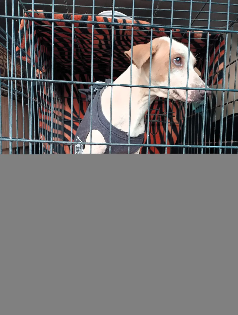 Perrita Faja Nevado