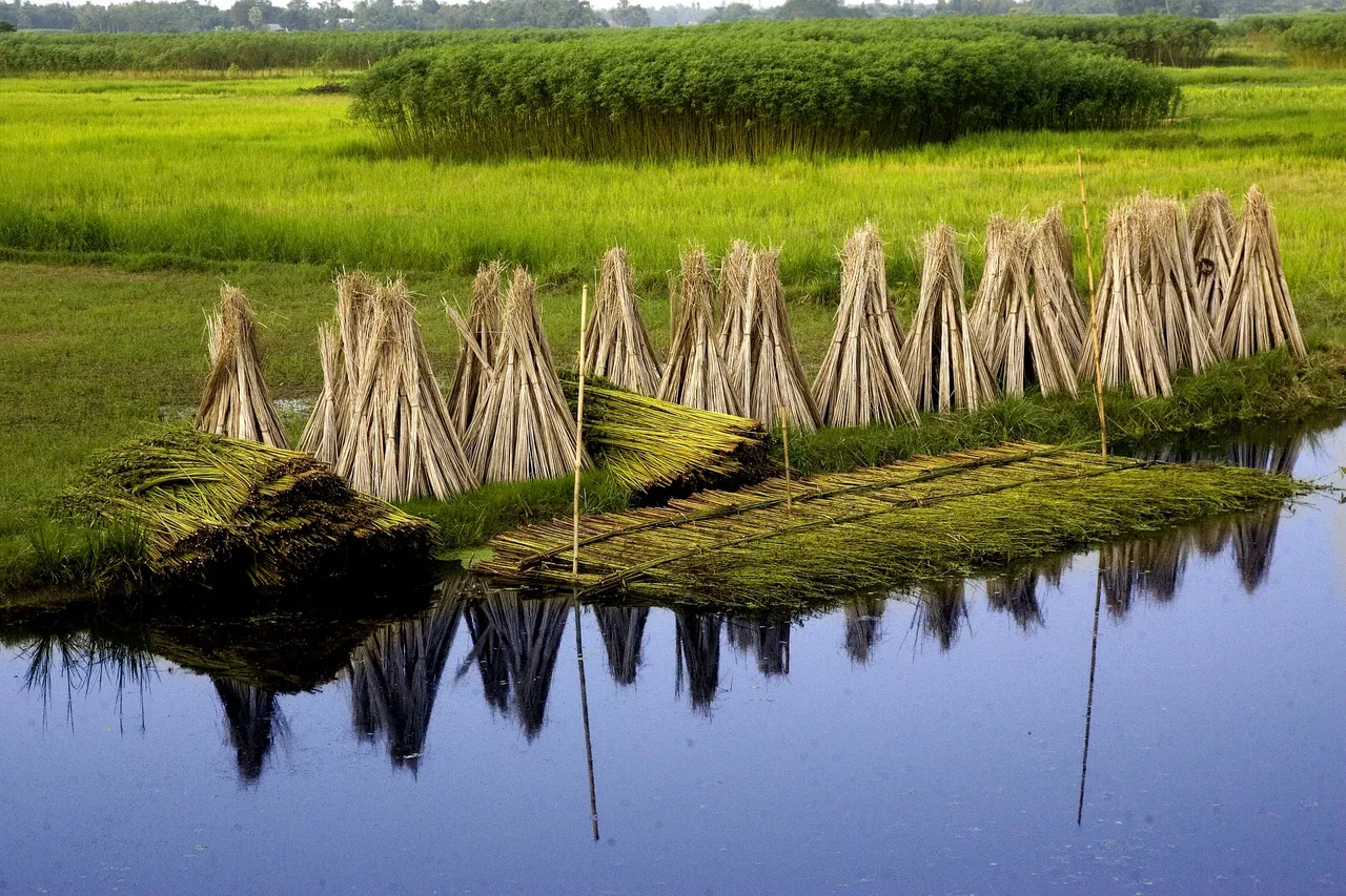 bangladesh-3543765_1920.jpg