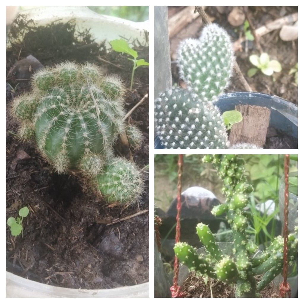 20220625_193854-COLLAGE.jpg
